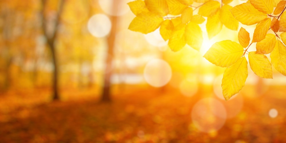 Fall Reflections: Harvest, Release, and&nbsp;Completion